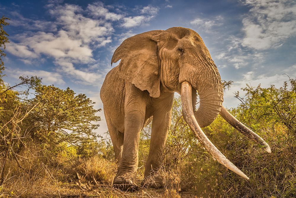 Craig the Elephant-largest Amboseli elephant-Amboseli National Park-Africa